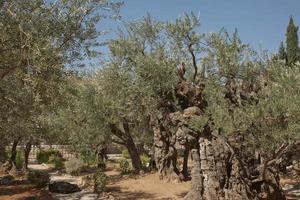 gamla olivträd i trädgården av gethsemane i jerusalem, israel foto