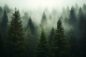 träd Nästa till varje Övrig i de skog i dimma. ai genererad. foto