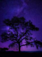 en majestätisk träd silhouetted mot en bakgrund av de omfattande natt himmel fylld med stjärnor ai genererad foto