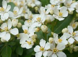 choisya buske med delikat små vit blommor på grön lövverk bakgrund. mexikansk falsk orange vintergröna buske. foto