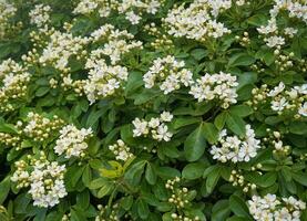 choisya buske med delikat små vit blommor på grön lövverk bakgrund. mexikansk falsk orange vintergröna buske. foto