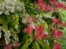 pieris japonica skog flamma gren med vit klockformad blommor och ljust färgad ung löv. känd vanligen i norr Amerika som andromedas eller fjäderbuskar, vintergröna buske. foto