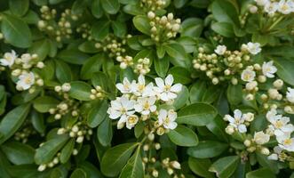 choisya buske med delikat små vit blommor på grön lövverk bakgrund. mexikansk falsk orange vintergröna buske. foto