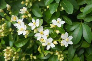 choisya buske med delikat små vit blommor på grön lövverk bakgrund. mexikansk falsk orange vintergröna buske. foto