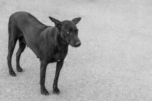 ensam hund på de gata foto