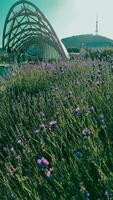 lavendel- buske på de bakgrund av en skön parkera och bro foto