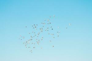 en flock av fåglar flygande i de blå himmel foto