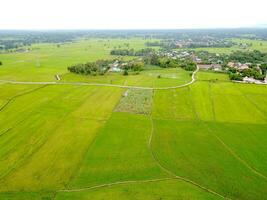 antenn fotografera, grön ris fält i lantlig områden, thailand foto