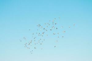 en flock av fåglar flygande i de blå himmel foto