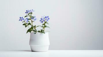 Foto av jacobs stege blomma i pott isolerat på vit bakgrund. generativ ai