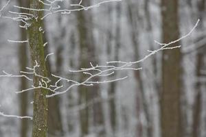 snöig vinter skog bakgrund