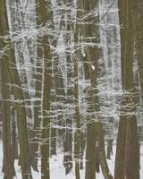 snöig vinter skog bakgrund