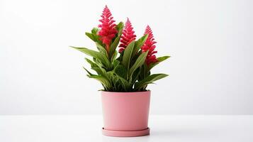 Foto av celosia blomma i pott isolerat på vit bakgrund. generativ ai