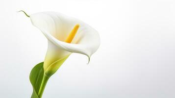 Foto av skön Zantedeschia calla blomma isolerat på vit bakgrund. generativ ai