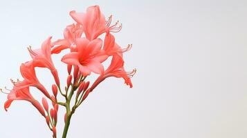 Foto av skön watsonia blomma isolerat på vit bakgrund. generativ ai