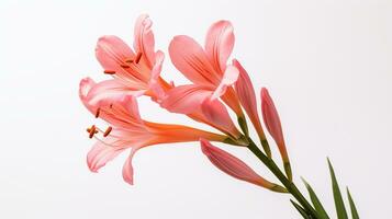 Foto av skön watsonia blomma isolerat på vit bakgrund. generativ ai