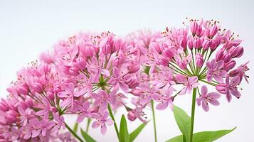 Foto av skön vänderot blomma isolerat på vit bakgrund. generativ ai