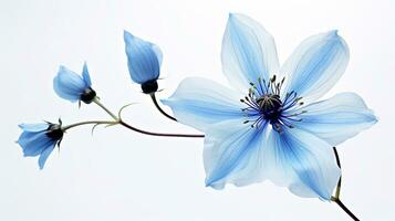 Foto av skön tweedia blomma isolerat på vit bakgrund. generativ ai