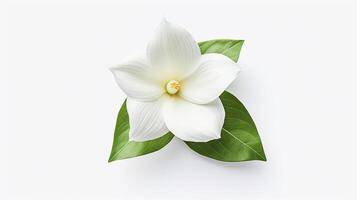 Foto av skön trillium blomma isolerat på vit bakgrund. generativ ai