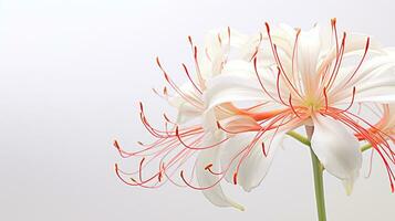 Foto av skön Spindel lilja blomma isolerat på vit bakgrund. generativ ai