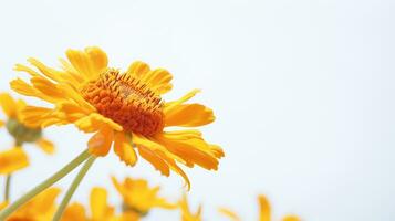 Foto av skön sneezeweed blomma isolerat på vit bakgrund. generativ ai