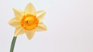 Foto av skön narciss blomma isolerat på vit bakgrund. generativ ai
