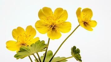 Foto av skön kärr ringblomma blomma isolerat på vit bakgrund. generativ ai