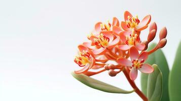 Foto av skön milkweed blomma isolerat på vit bakgrund. generativ ai