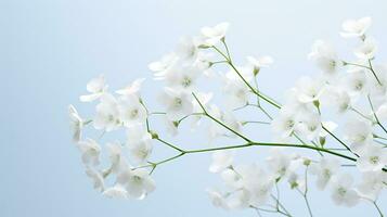 Foto av skön Gypsophila blomma isolerat på vit bakgrund. generativ ai