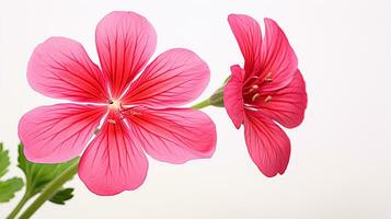 Foto av skön geranium blomma isolerat på vit bakgrund. generativ ai