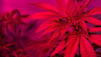 odla cannabisplantor under ledda lampor foto