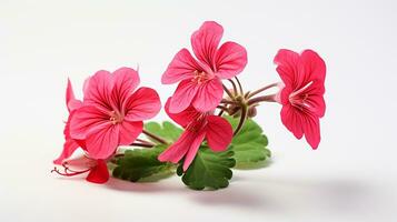 Foto av skön geranium blomma isolerat på vit bakgrund. generativ ai