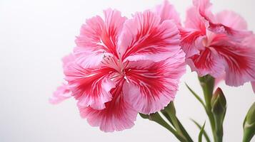 Foto av skön dianthus blomma isolerat på vit bakgrund. generativ ai