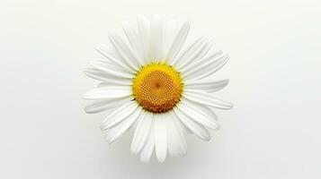 Foto av skön daisy blomma isolerat på vit bakgrund. generativ ai