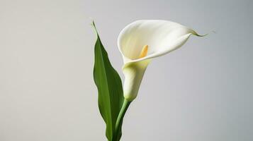 Foto av skön calla lilja blomma isolerat på vit bakgrund. generativ ai