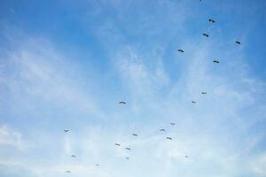 flock av fåglar flygande i ljus blå himmel, vilda djur och växter natur begrepp. foto