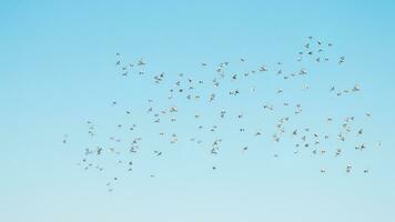 en flock av fåglar flygande i de blå himmel foto