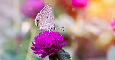 de slätter cupid vit grå fjäril på blomma i de sommar dag med solljus och bokeh. mjuk bakgrund, skön aning konstnärlig bild natur. med kopia Plats. foto