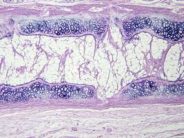 histologi mänsklig vävnad med mikroskop från laboratorium foto