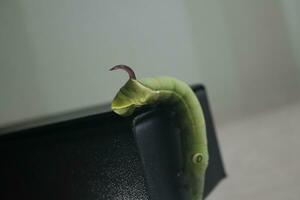 grön larv på ett blad foto