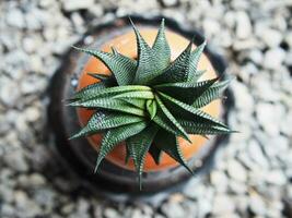 kaktus i pott små växa långsam livlig i keramisk pott hus trädgård foto