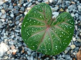 caladium bicolor och öron under blad av caladium foto