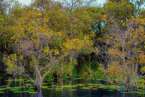 thailands rayong botanisk trädgård är en mangrove skog med härlig träd den där reflektera på de närliggande sjö. foto