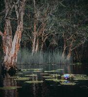 thailands rayong botanisk trädgård är en mangrove skog med härlig träd den där reflektera på de närliggande sjö. foto