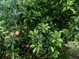 sapodilla träd och frukt och Övrig namn sådan som sapodilla, chikoo foto