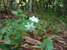 vit jasmin blommor är blomning vackert, morgon- dagg efter de regn. uppfriskande naturlig känna foto