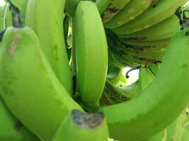 grön banan bakgrund med morgon- dagg droppar. har en naturlig friska och färsk intryck. foto