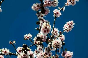 träd i blomma mot en blå himmel foto