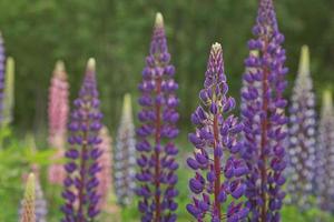 vackra lila lupiner ärter vild blomma i norge foto