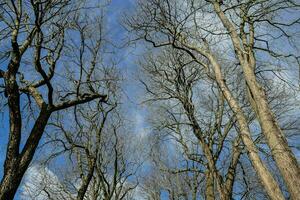 en grupp av bar träd mot en blå himmel foto